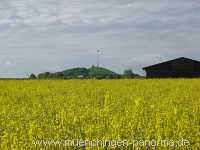 raps-bluete Landwirtschaft Münchingen Bild21