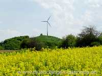 raps-bluete Landwirtschaft Münchingen Bild25