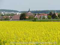 raps-bluete Landwirtschaft Münchingen Bild26