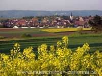 raps-bluete Landwirtschaft Münchingen Bild28