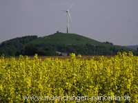 raps-bluete Landwirtschaft Münchingen Bild29