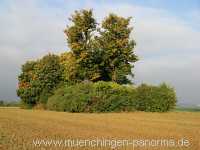 Kaiserstein Umgebung Münchingen Bild04