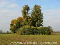 Kaiserstein Umgebung Münchingen Bild06