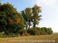 Kaiserstein Umgebung Münchingen Bild08