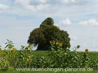 Kaiserstein Umgebung Münchingen Bild31