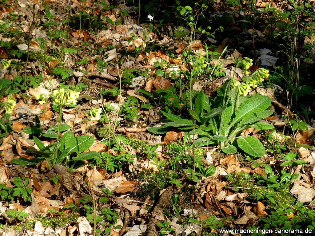 Seewald Umgebung Münchingen Bild13